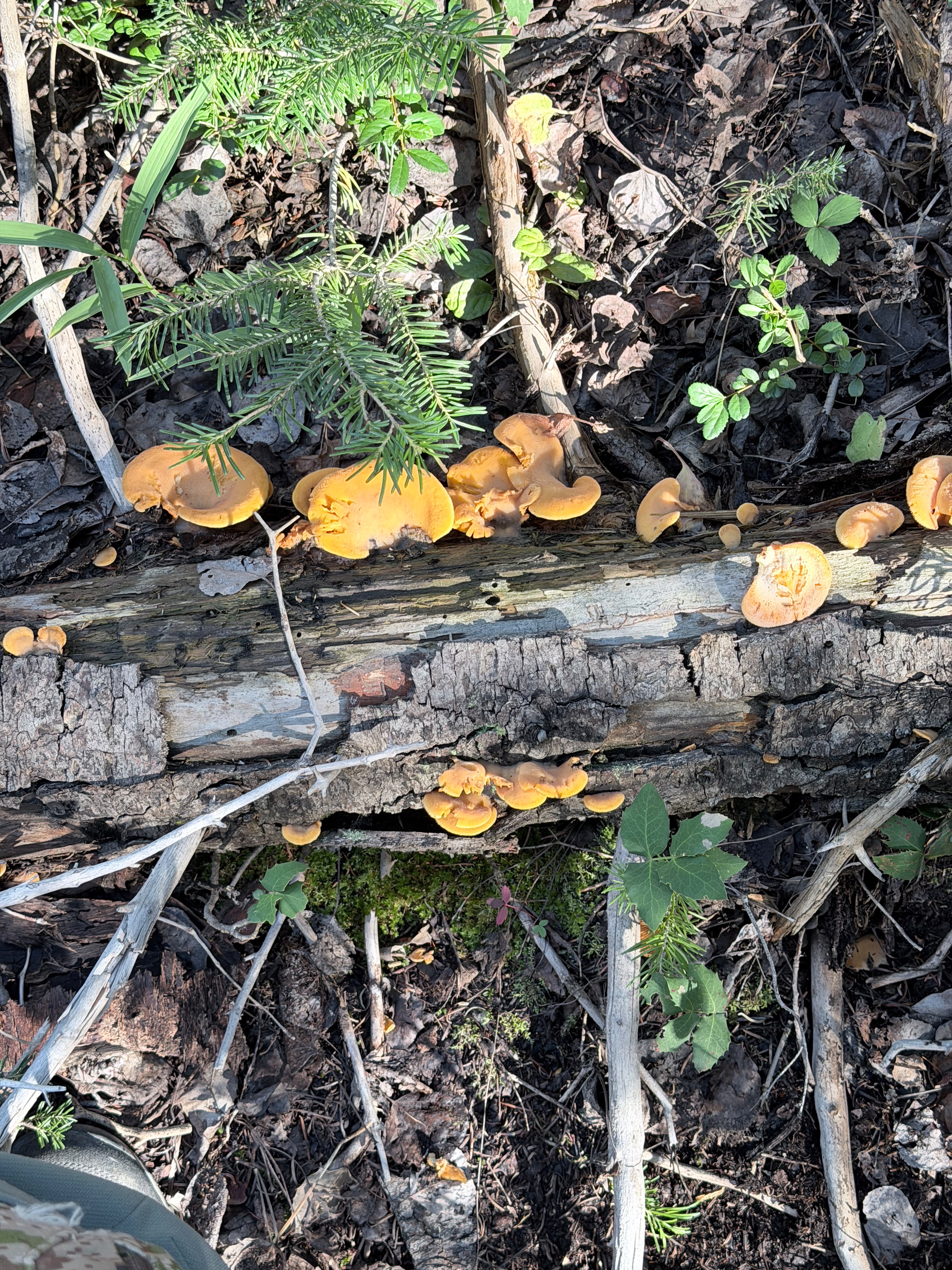 Wild mushrooms growing on a forest log